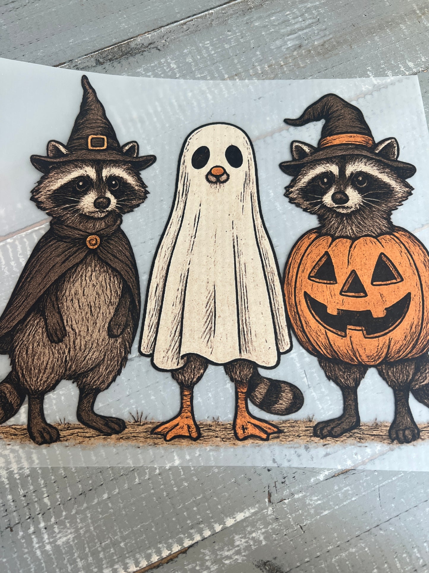 Halloween raccoons