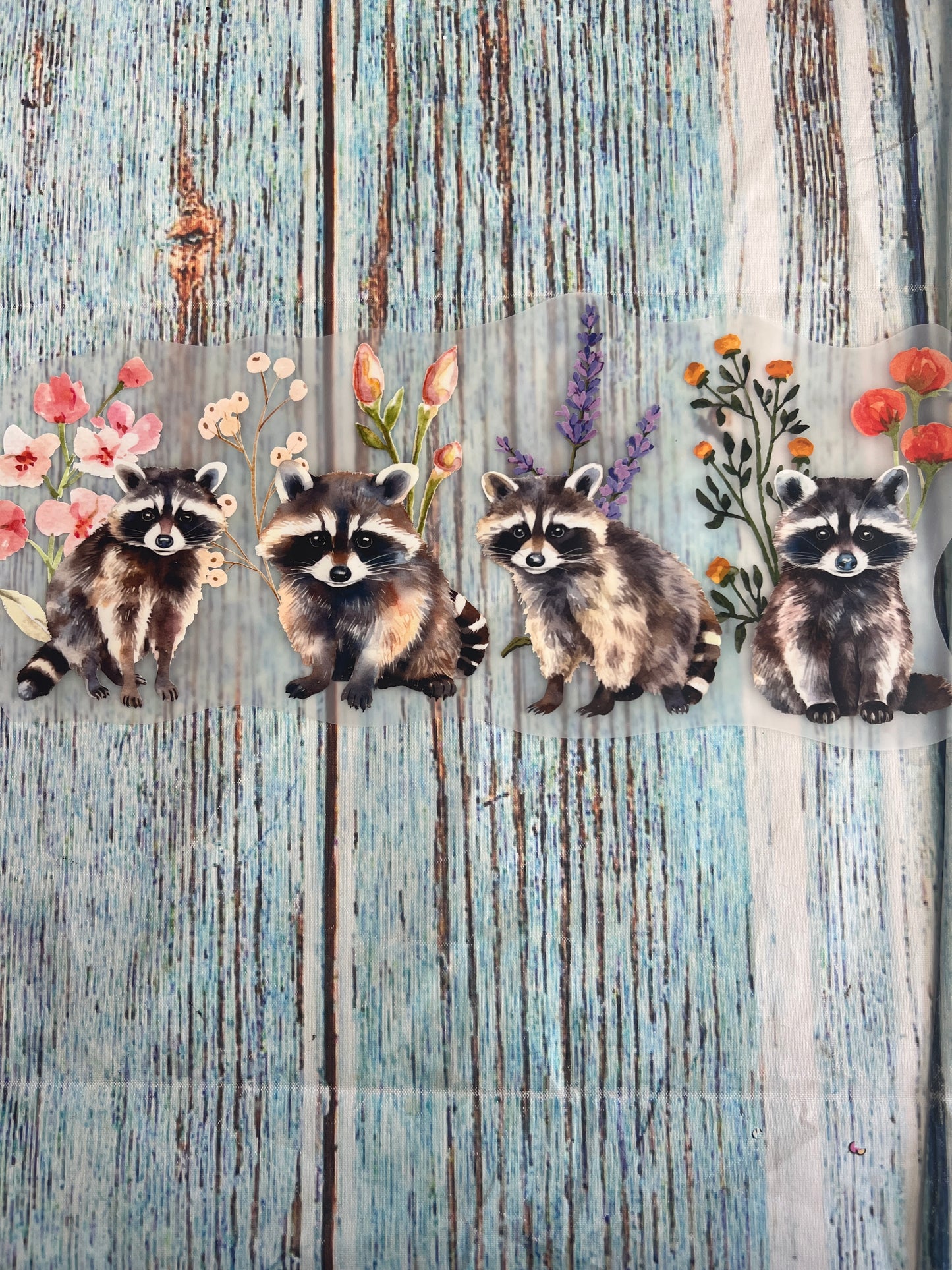 Raccoons