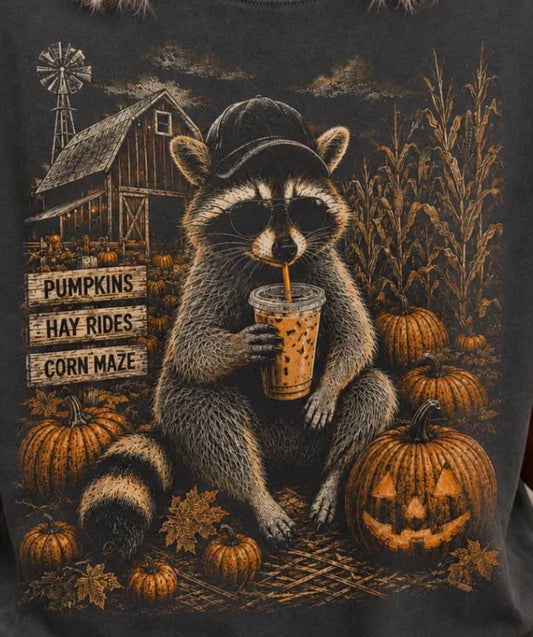 Raccoon pumpkin patch