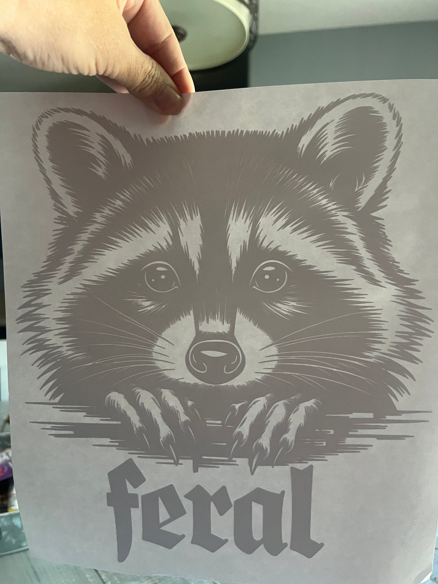 Raccoon feral (black)