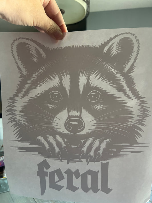 Raccoon feral (black)